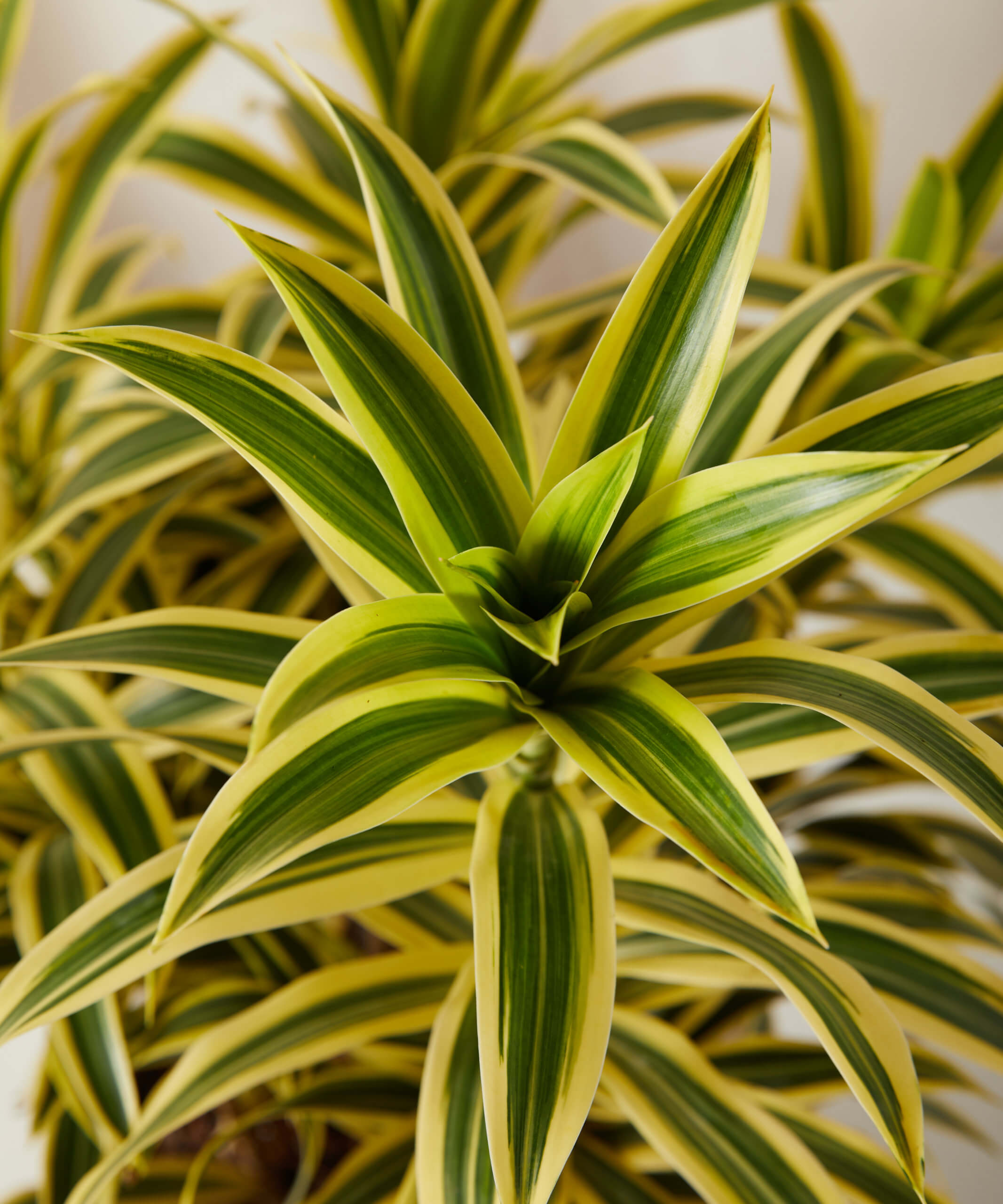 Buy Homeforest Dracaena Song of India Buy Homeforest Dracaena Song of India