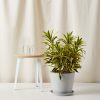 Bloomscape Large Dracaena Song of India potted in Stone Ecopot.