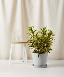 Bloomscape Large Dracaena Song of India potted in Stone Ecopot.