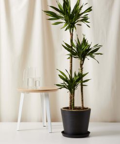 Bloomscape Extra-Large Dracaena Rikki Cane potted in Charcoal Ecopot.