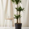 Bloomscape Extra-Large Dracaena Rikki Cane potted in Charcoal Ecopot.