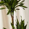 Buy Homeforest Potted Dracaena Rikki Cane