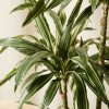 Buy Homeforest Potted Dracaena Warneckii