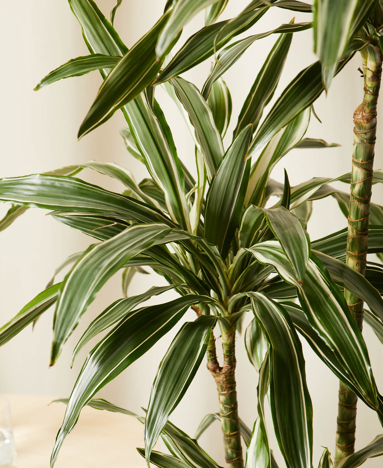 Buy Homeforest Potted Dracaena Warneckii Buy Homeforest Potted Dracaena Warneckii