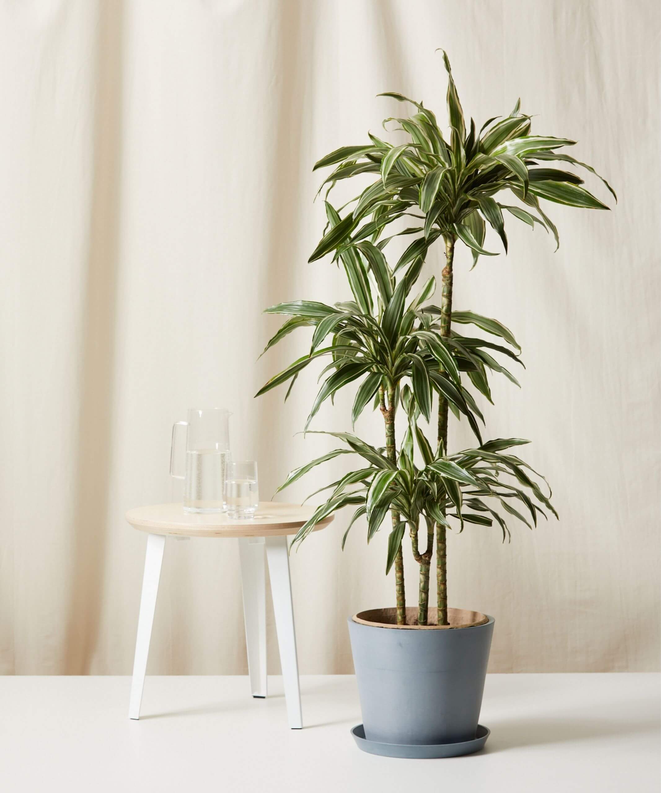 Buy Homeforest Potted Dracaena Warneckii Bloomscape Extra-Large Dracaena Warneckii potted in Slate Ecopot.