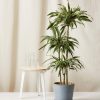 Bloomscape Extra-Large Dracaena Warneckii potted in Slate Ecopot.