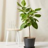 Buy Homeforest Potted Ficus Altissima
