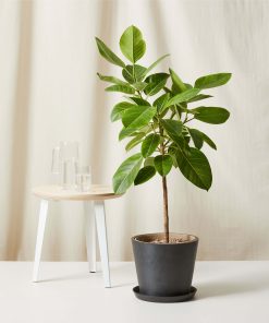 Buy Homeforest Potted Ficus Altissima