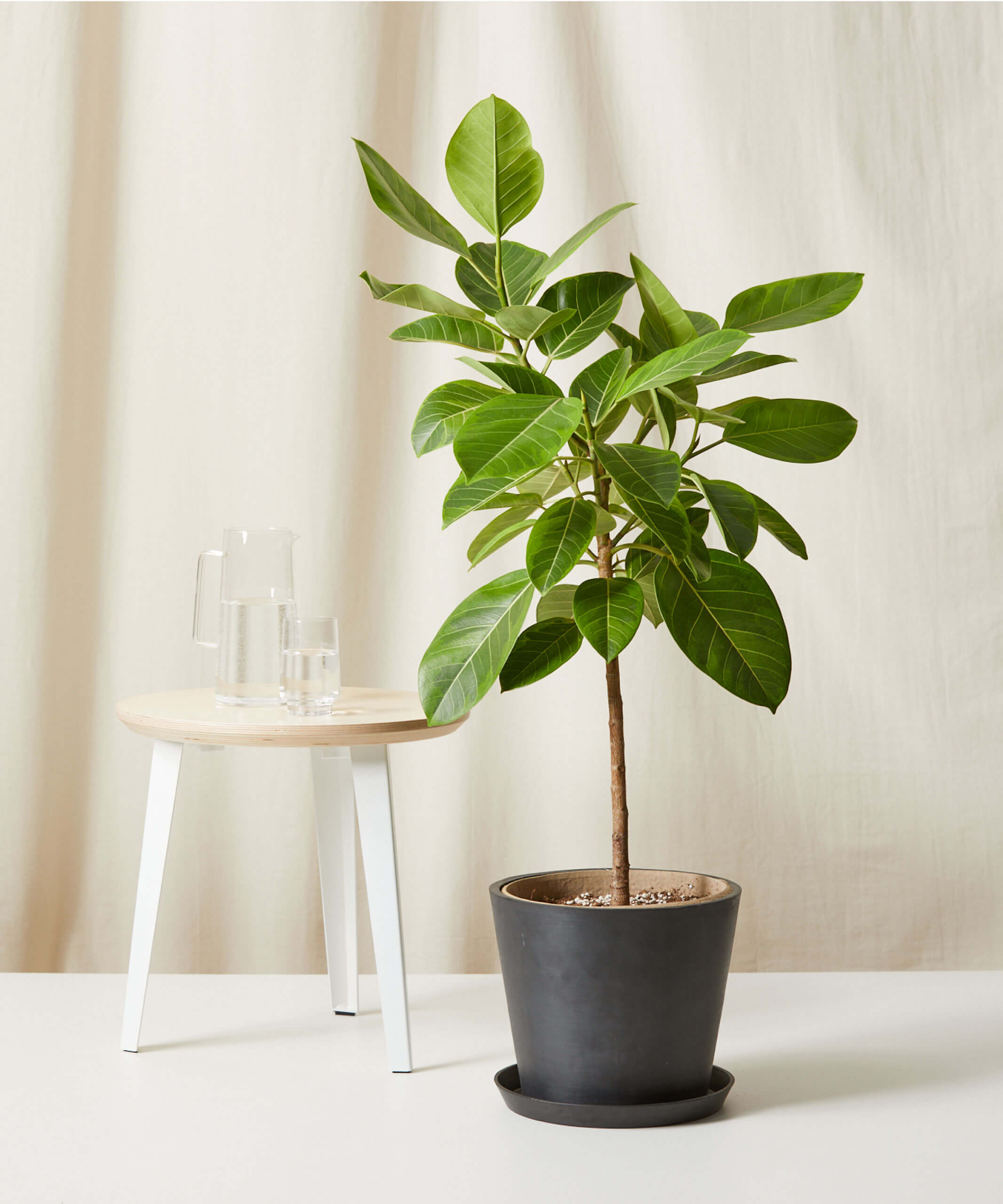 bloomscape_ficus-altissima-std_charcoal Buy Homeforest Potted Ficus Altissima