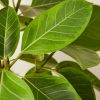Buy Homeforest Potted Ficus Altissima