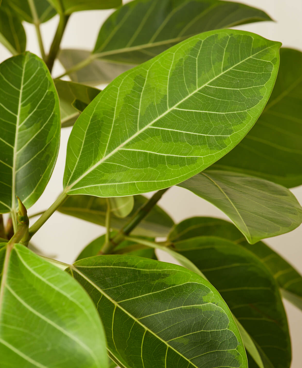 Buy Homeforest Potted Ficus Altissima Buy Homeforest Potted Ficus Altissima