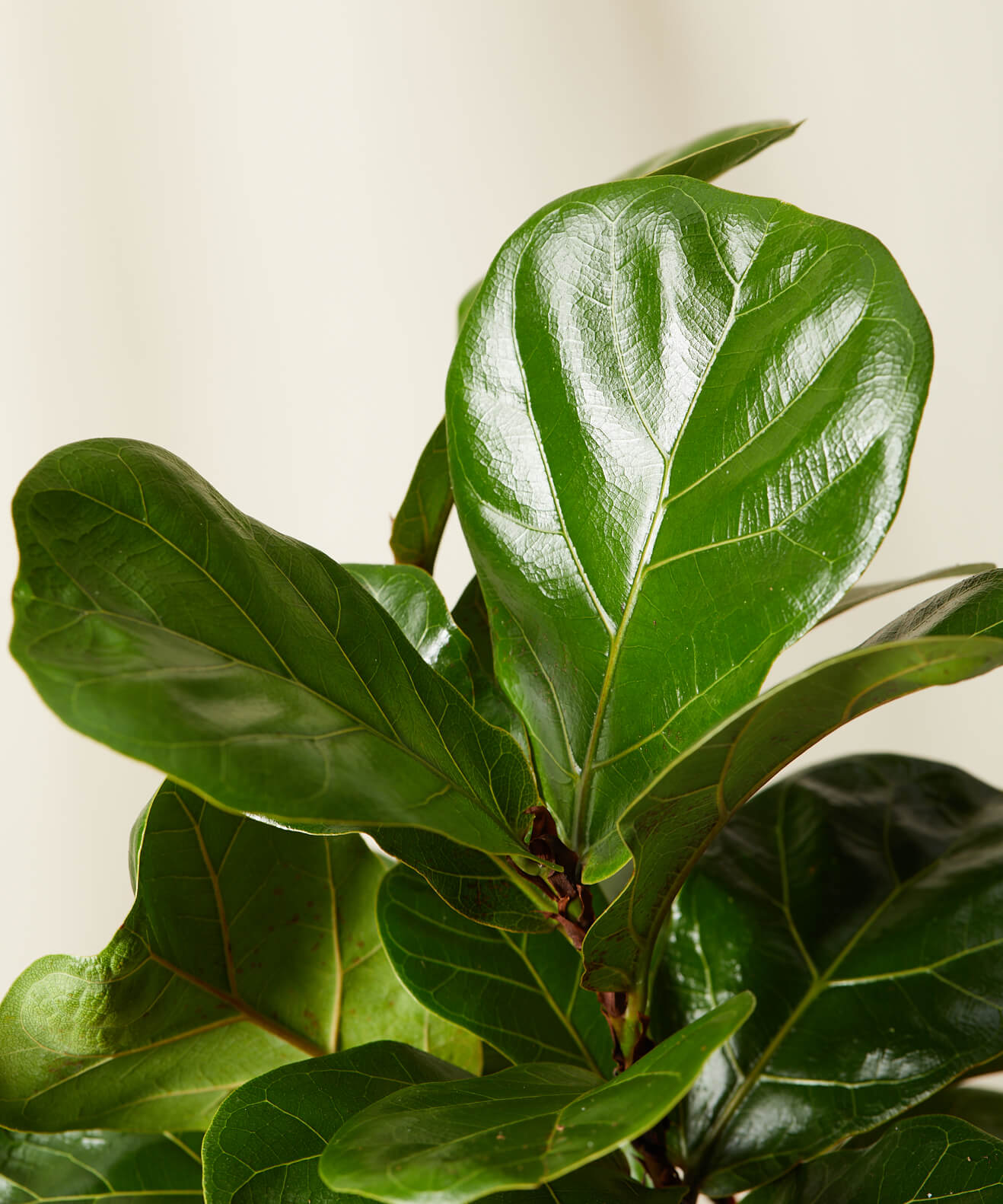 bloomscape_ficus-little-fiddle_detail