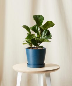 Ficus Little Fiddle