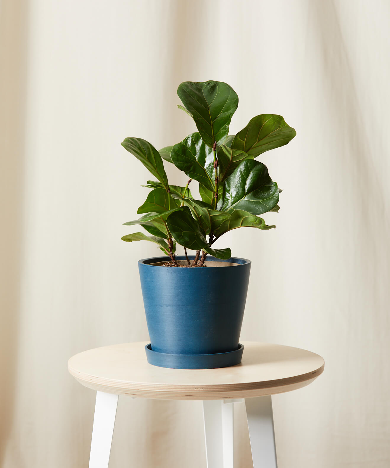 bloomscape_ficus-little-fiddle_indigo