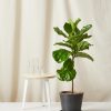 Buy Homeforest Potted Fiddle Leaf Fig