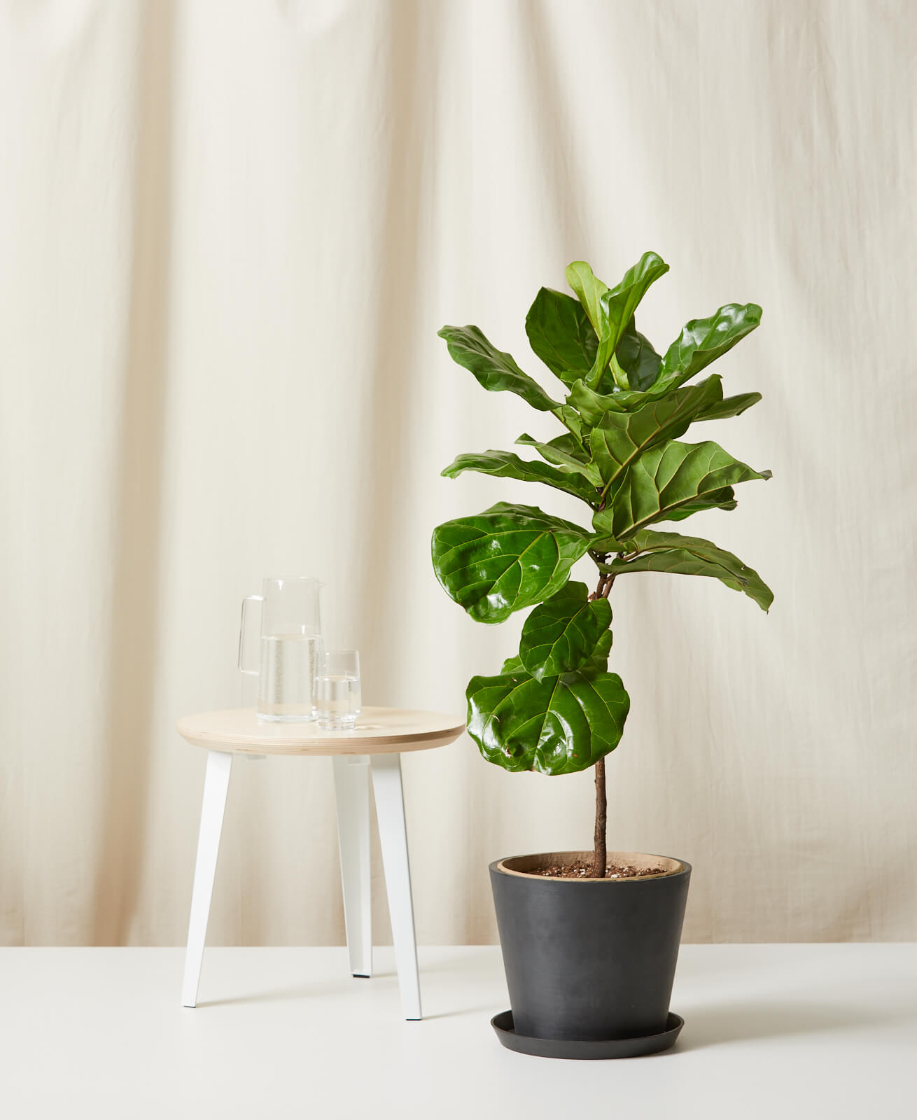 Buy Homeforest Potted Fiddle Leaf Fig Buy Homeforest Potted Fiddle Leaf Fig