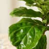 Buy Homeforest Potted Fiddle Leaf Fig