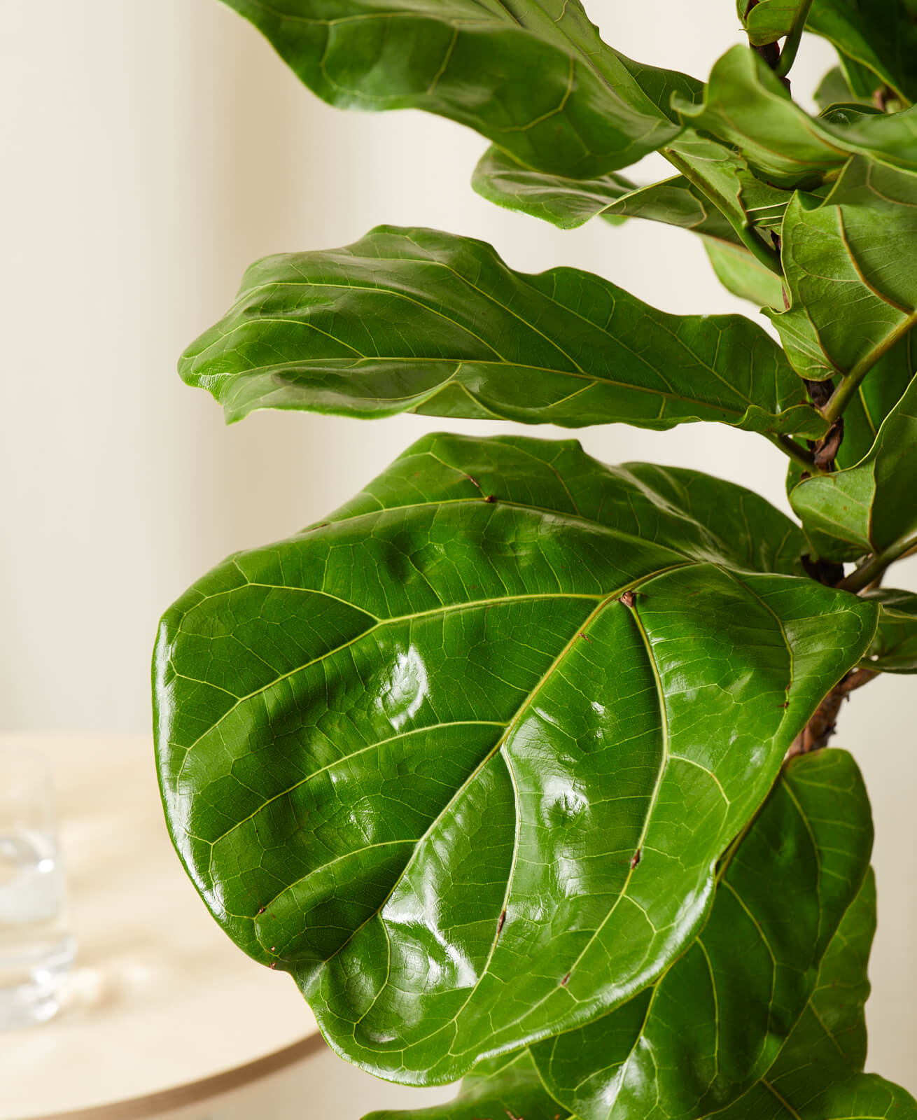 Buy Homeforest Potted Fiddle Leaf Fig Buy Homeforest Potted Fiddle Leaf Fig