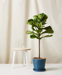 Bloomscape Extra-Large Large Fiddle Leaf Fig potted in Indigo Ecopot.