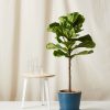 Bloomscape Extra-Large Large Fiddle Leaf Fig potted in Indigo Ecopot.