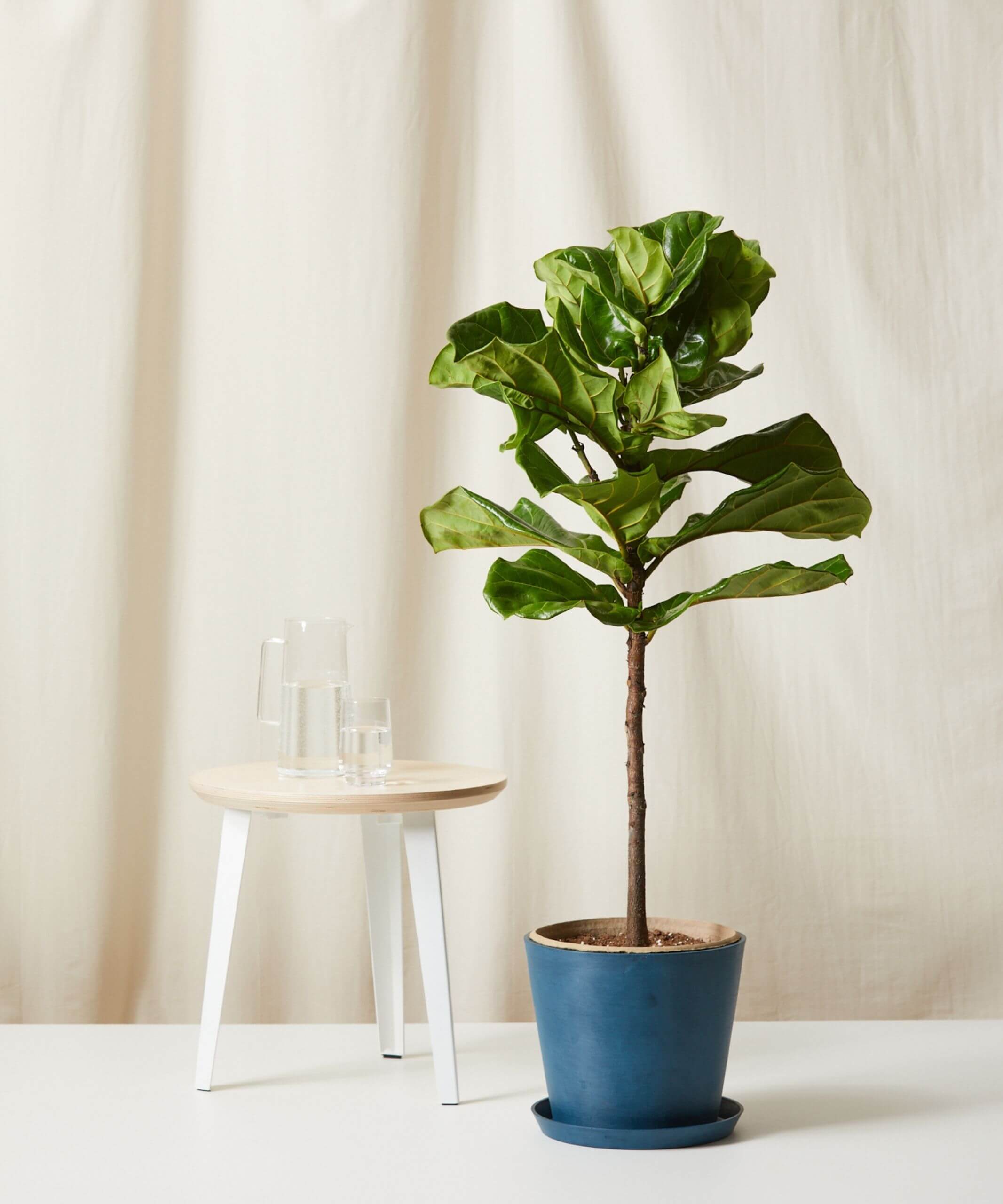 Buy Homeforest Potted Fiddle Leaf Fig Bloomscape Extra-Large Large Fiddle Leaf Fig potted in Indigo Ecopot.