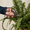 Buy Homeforest Hidehisa Okuba Garden Scissors
