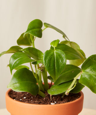 bloomscape_happier-trails_collection-_peperomia-piper-324x389-1