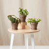 Buy Homeforest Potted Happier Trails Collection