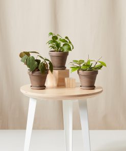 Buy Homeforest Potted Happier Trails Collection