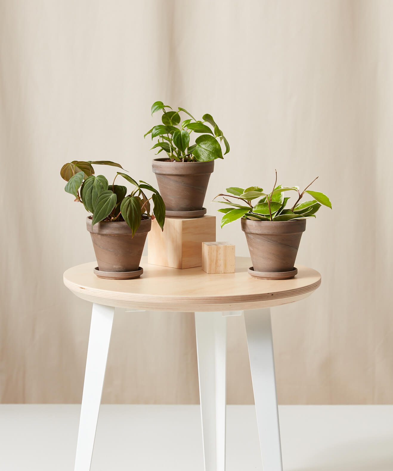 Buy Homeforest Potted Happier Trails Collection Buy Homeforest Potted Happier Trails Collection