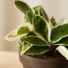 Buy Homeforest Potted Happy Trails Collection