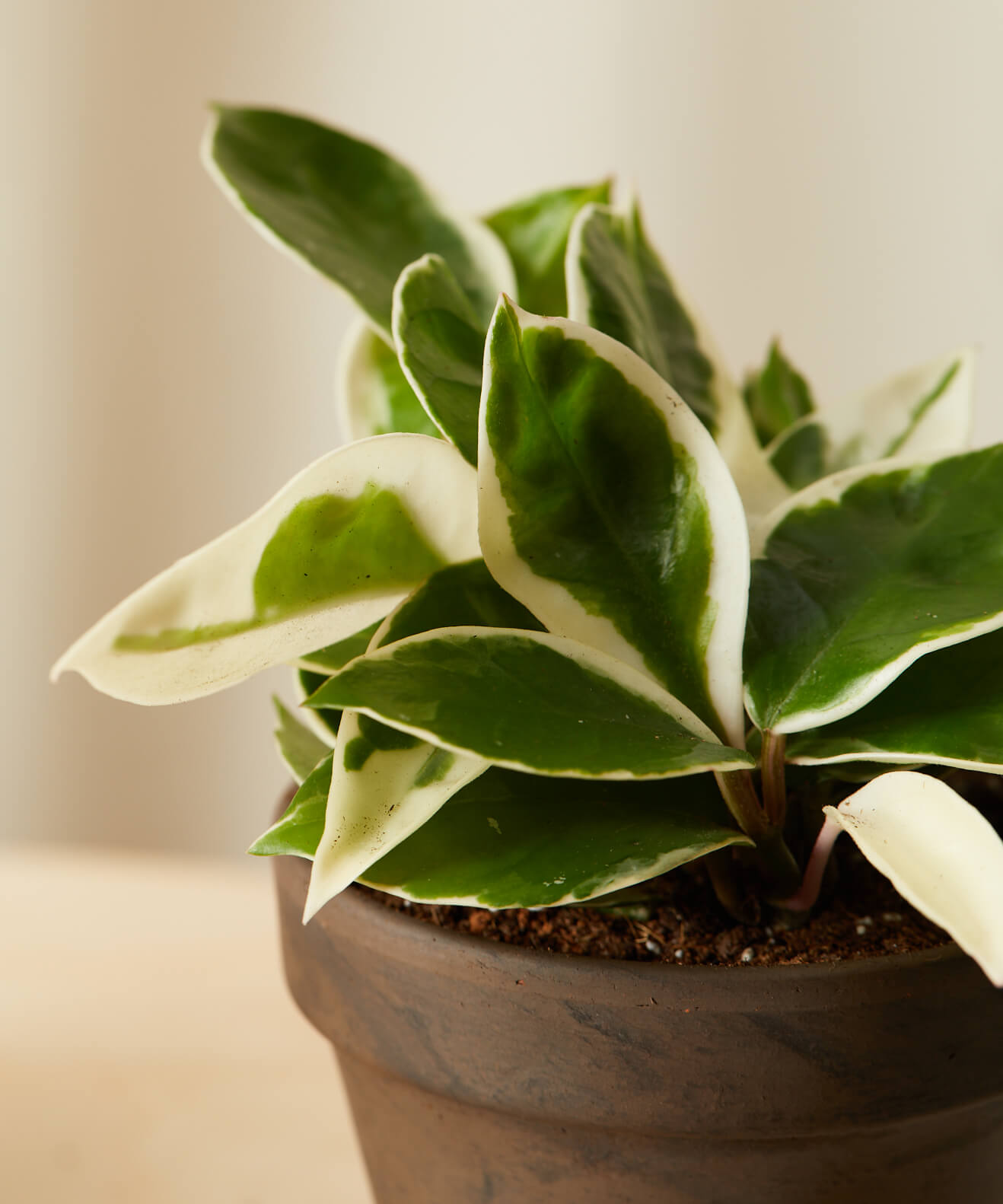 Buy Homeforest Potted Happy Trails Collection Buy Homeforest Potted Happy Trails Collection