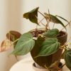 Buy Homeforest Potted Happy Trails Collection
