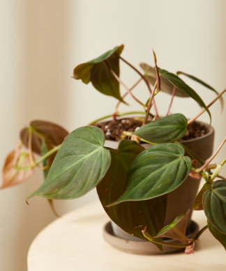 bloomscape_happy-trails_collection_basalt_philodendron-velvet-324x389-1 Buy Homeforest Potted Happy Trails Collection
