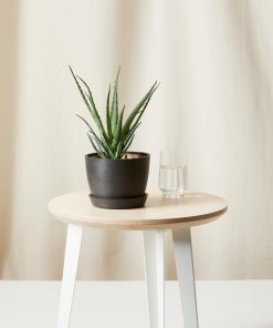 Nấu món ăn ngon cùng với cây húng quế