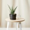 Buy Homeforest Potted Hedgehog Aloe