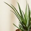 Buy Homeforest Potted Hedgehog Aloe