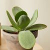 Buy Homeforest Potted Jack Frost Collection