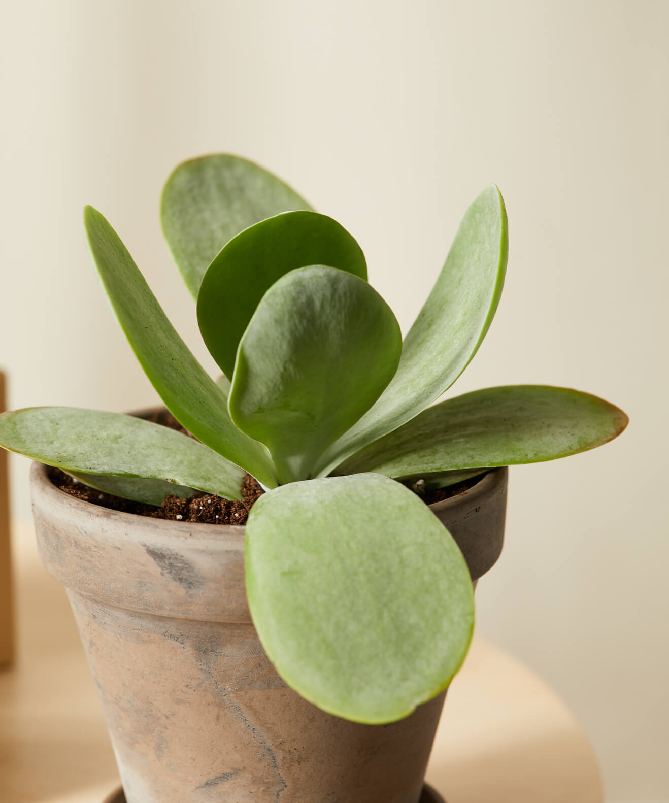 Buy Homeforest Potted Jack Frost Collection Buy Homeforest Potted Jack Frost Collection