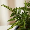 Buy Homeforest Potted Holly Fern
