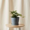 Buy Homeforest Potted Holly Fern