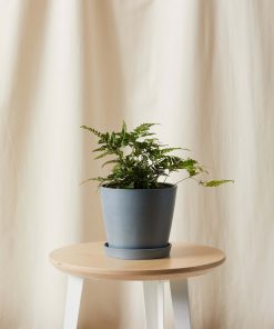 Buy Homeforest Potted Holly Fern