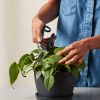 Buy Homeforest Houseplant Snips