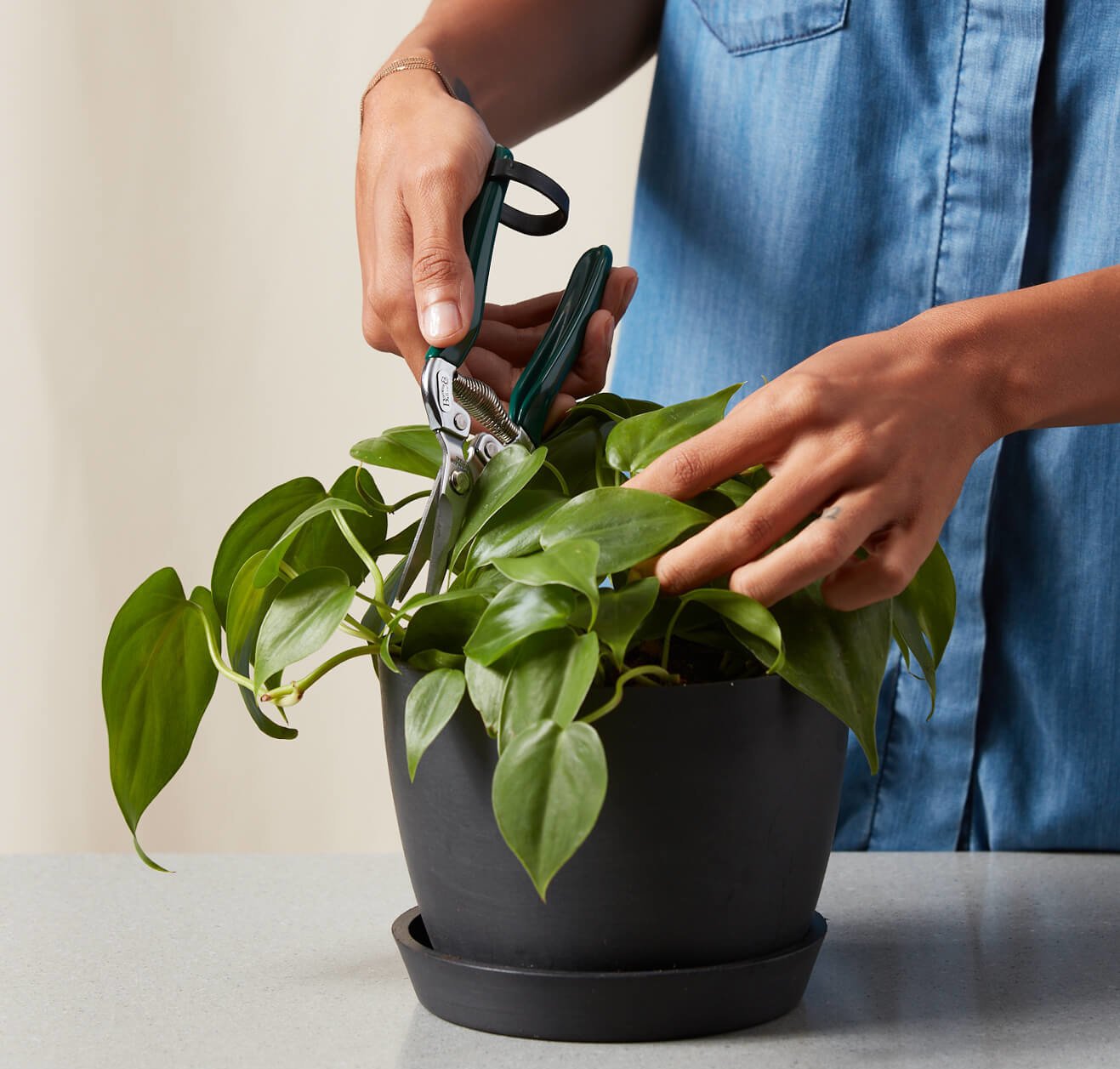 bloomscape_houseplant-snips_1-1-e1604536073172-3 Buy Homeforest Houseplant Snips