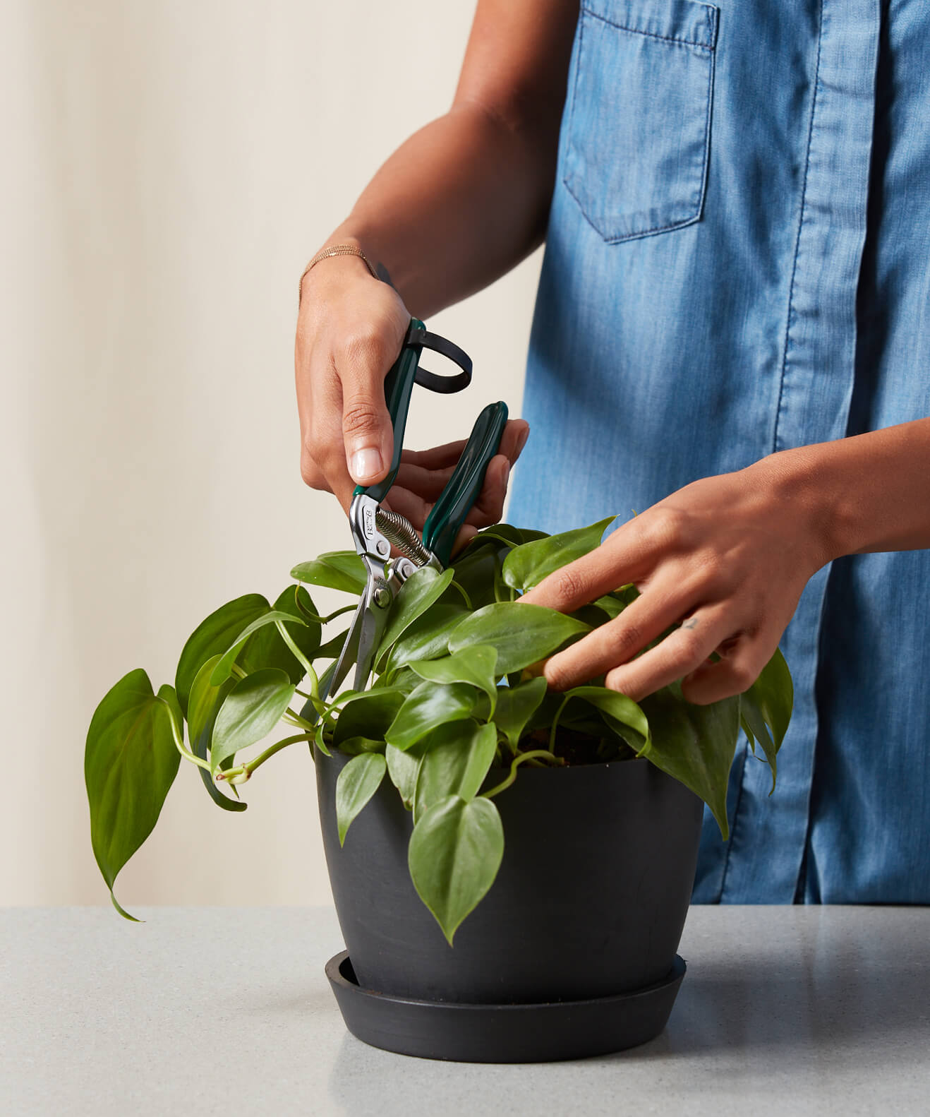 Buy Homeforest Houseplant Snips Buy Homeforest Houseplant Snips