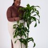 Buy Homeforest Potted Dracaena Dorado