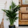 Moving Indoor Plants Outside for the Summer