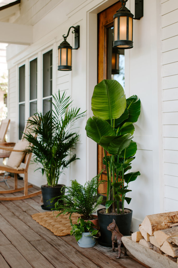 bloomscape_indoor-outdoor_3-683x1024-2 Moving Indoor Plants Outside for the Summer