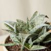 Buy Homeforest Potted Jack Frost Collection