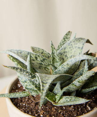 bloomscape_jack-frost_collection_alabaster_aloe-white-fox-324x389-1 Buy Homeforest Potted Jack Frost Collection